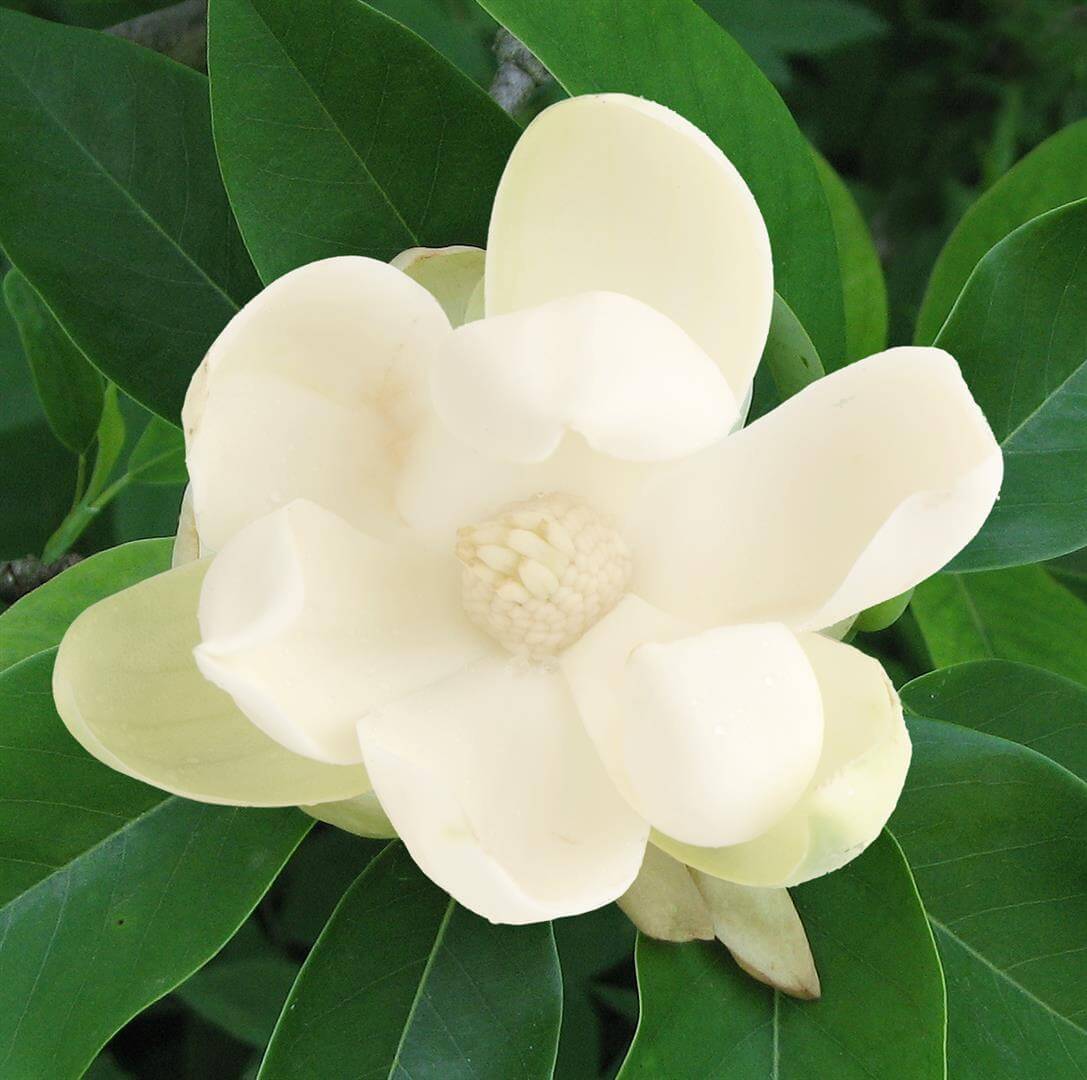 Michelia Coco (Coconut Magnolia)