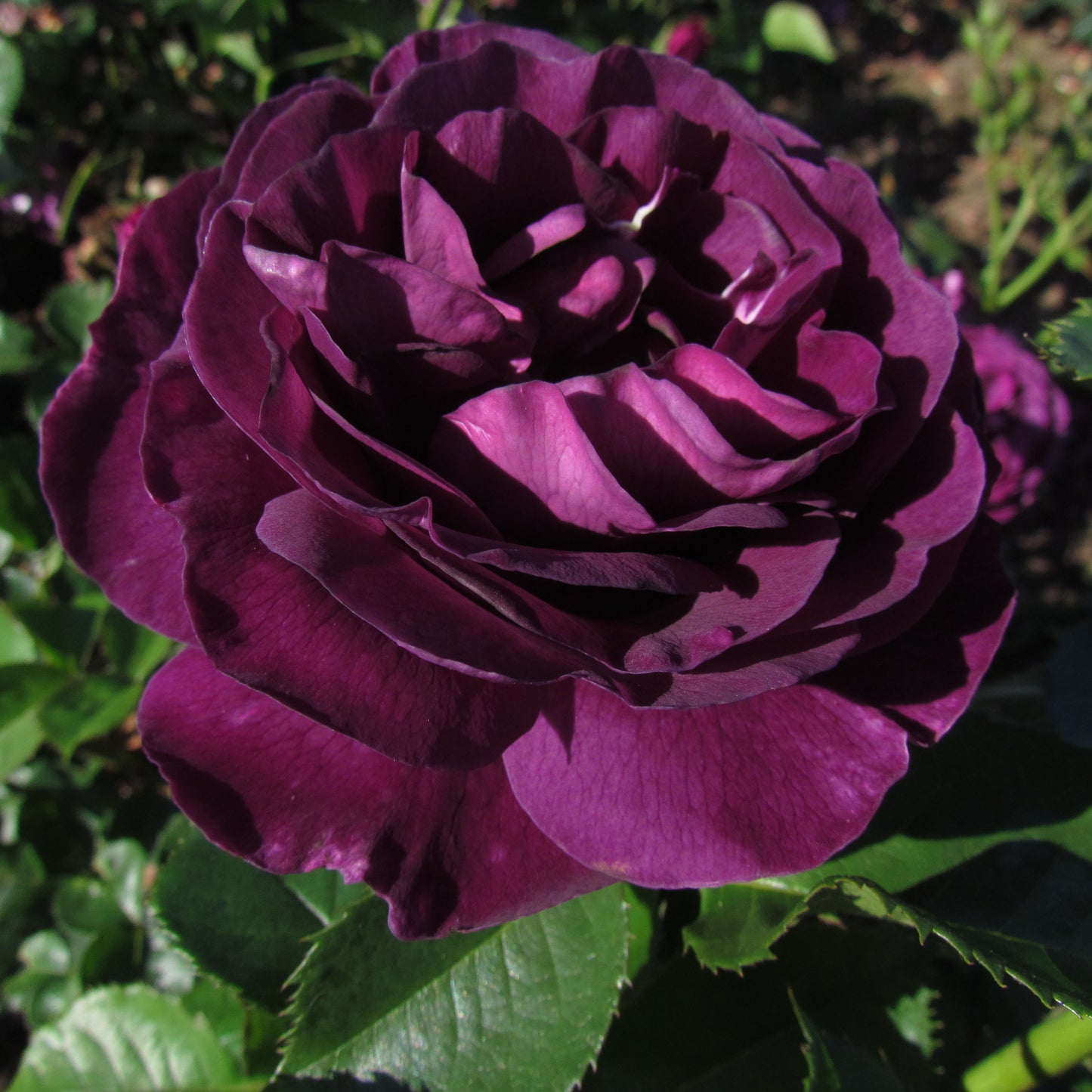 Rose Vietchenblau (Purple Climbing Rose)