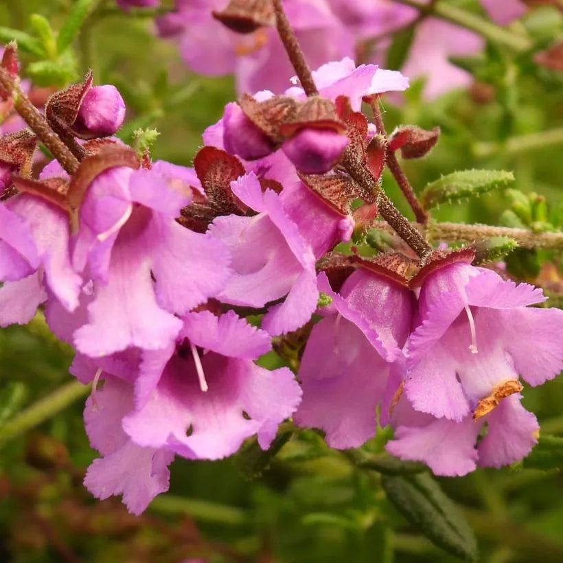 Prostanthera rotundifolia 'Mini Pink'