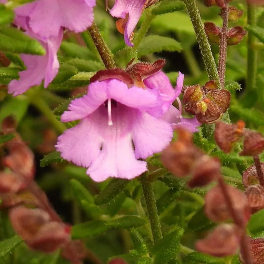 Prostanthera rotundifolia 'Mini Pink'