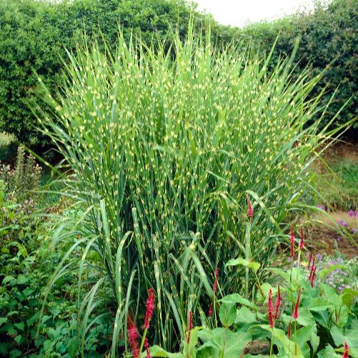 Miscanthus Sinensis ‘Gold Bar’ (Gold Bar Maiden Grass)