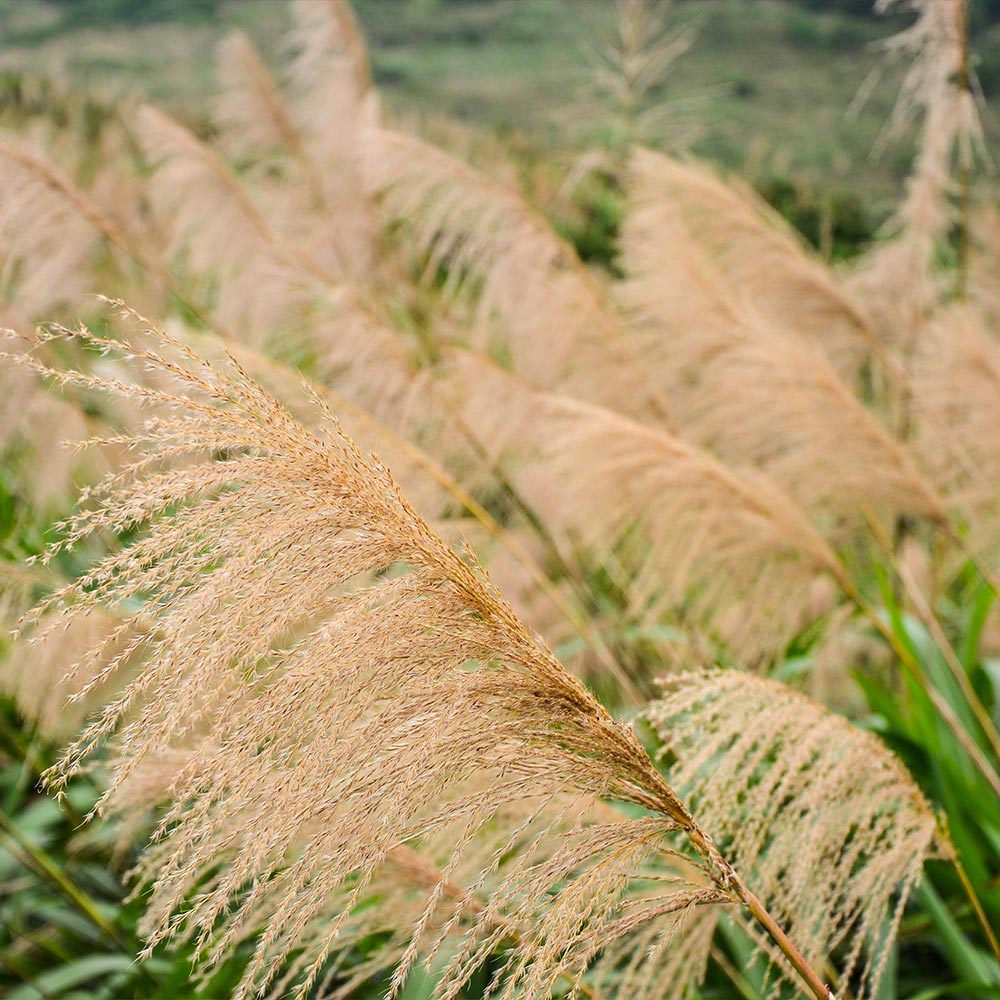 Miscanthus Gracillimus (Maiden Grass)