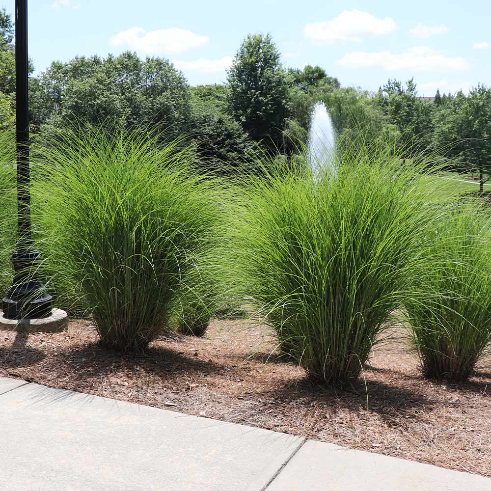 Miscanthus Gracillimus (Maiden Grass)