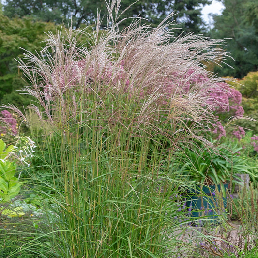 Miscanthus Sinensis ‘Flamingo’ (Flamingo Maiden Grass)