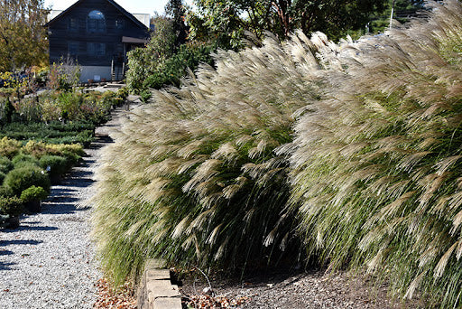 Miscanthus Sinensis (Maiden Grass)