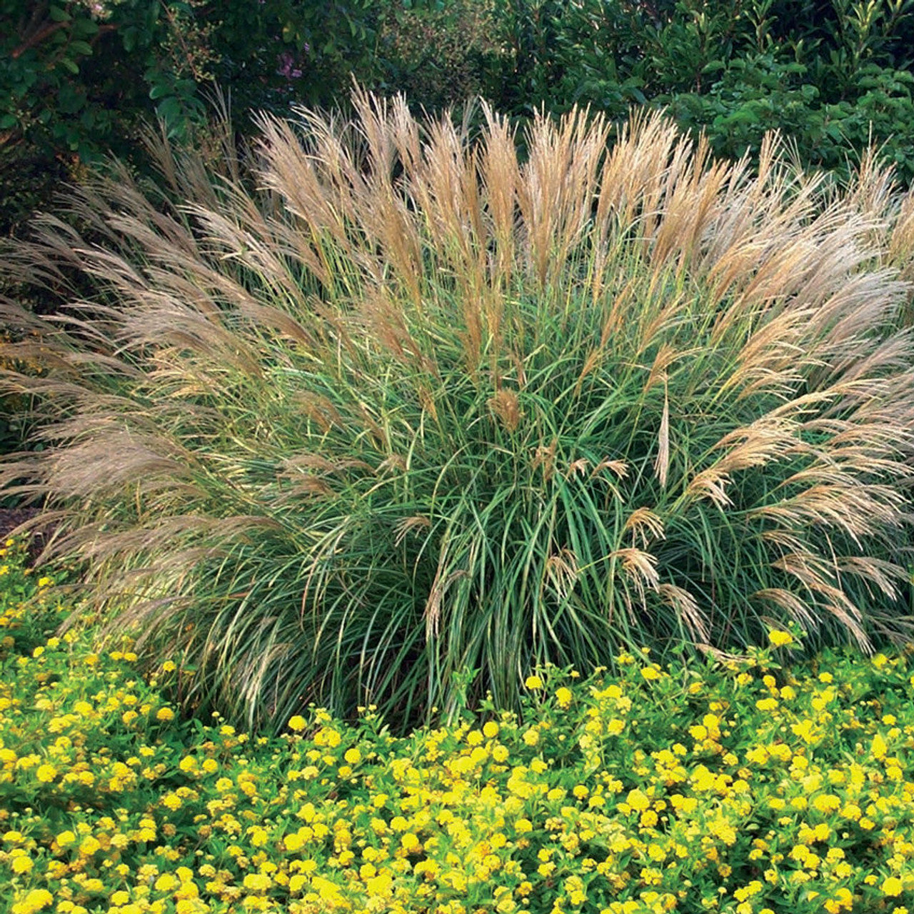 Miscanthus Sinensis ‘Adagio’ (Dwarf Maiden Grass)