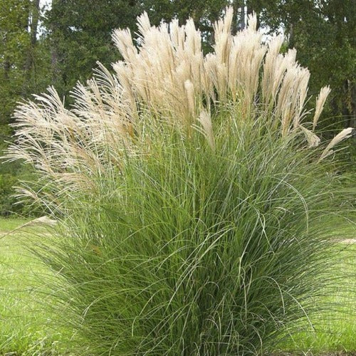 Miscanthus Sinensis ‘Capriccio’ (Capriccio Maiden Grass)