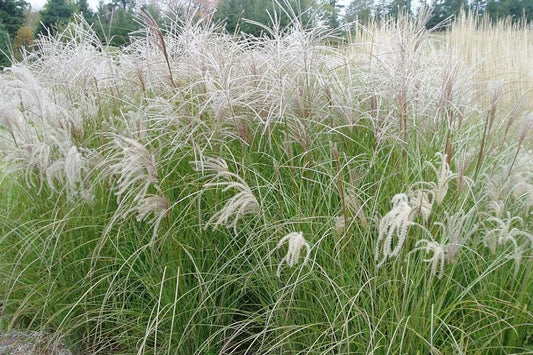 Miscanthus Sarabande (Sarabande Maiden Grass)