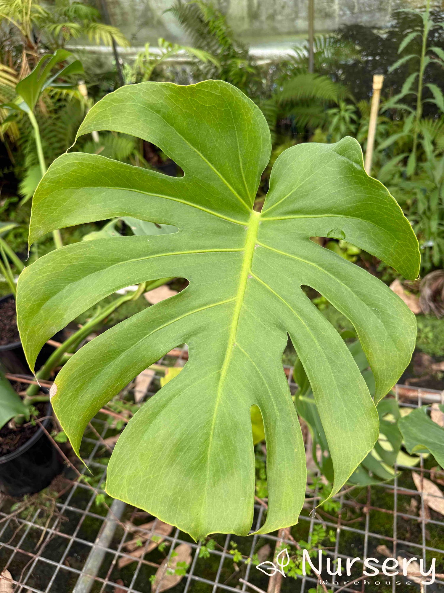 Close-up of Monstera Deliciosa (Swiss Cheese Plant) displaying its distinctive large, perforated leaf pattern.