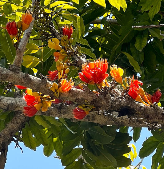 Castanospermum australe (Moreton Bay Chestnut)