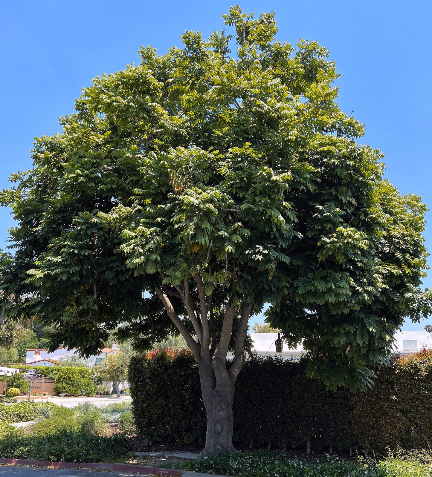 Castanospermum australe (Moreton Bay Chestnut)