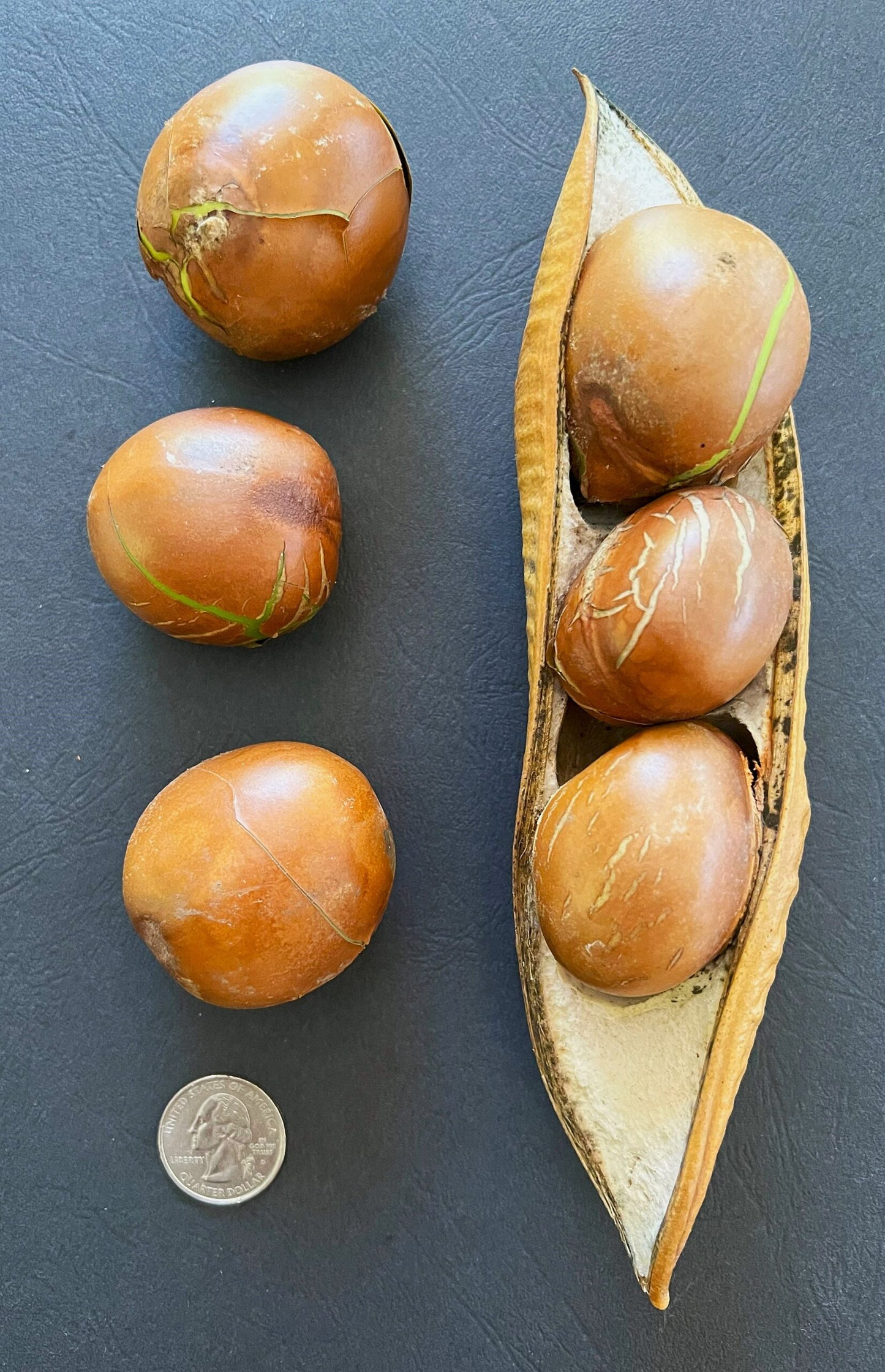 Castanospermum australe (Moreton Bay Chestnut)