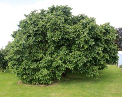 Mature Black Hicks Mulberry tree with lush green foliage and visible fruit.