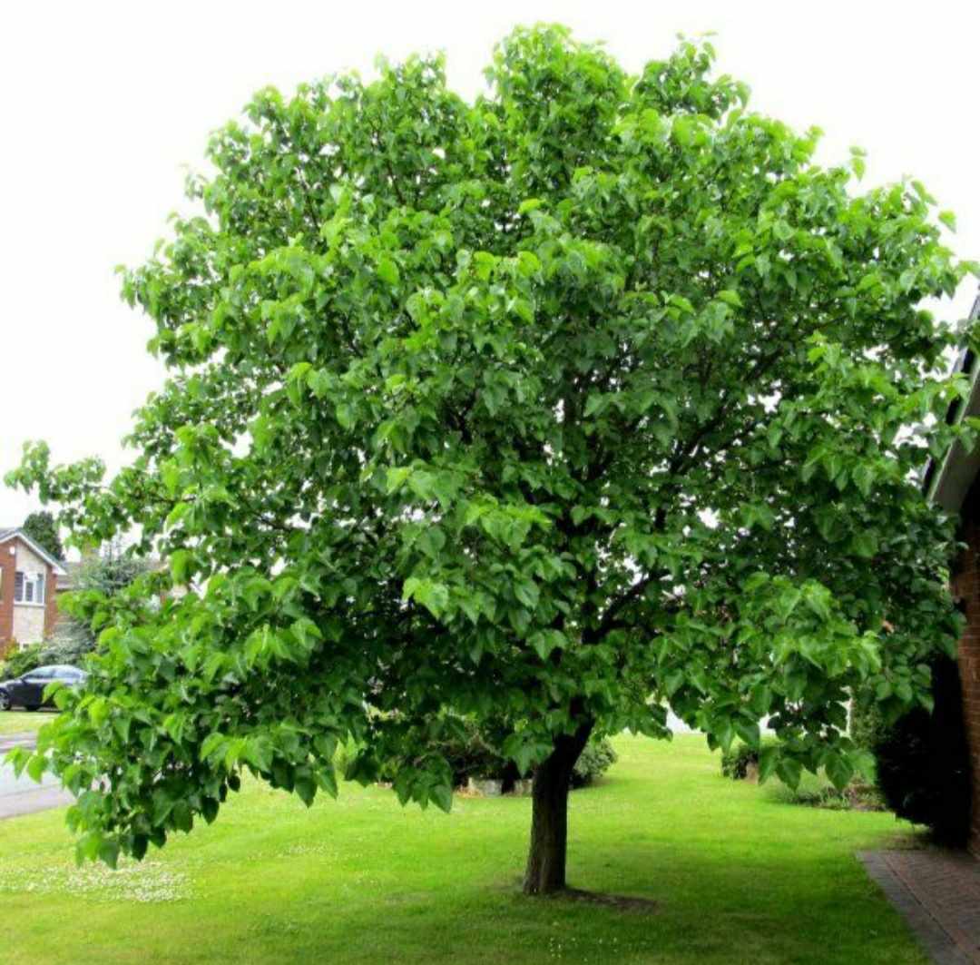 Another view of a mature Black Hicks Mulberry tree, showcasing its dense canopy and fruit-laden branches.