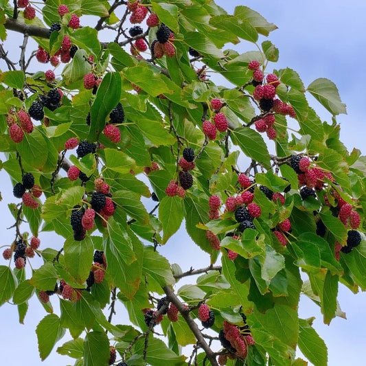 Close-up of ripe Black Hicks Mulberries on a tree branch, highlighting their dark purple to black colour against green leaves.