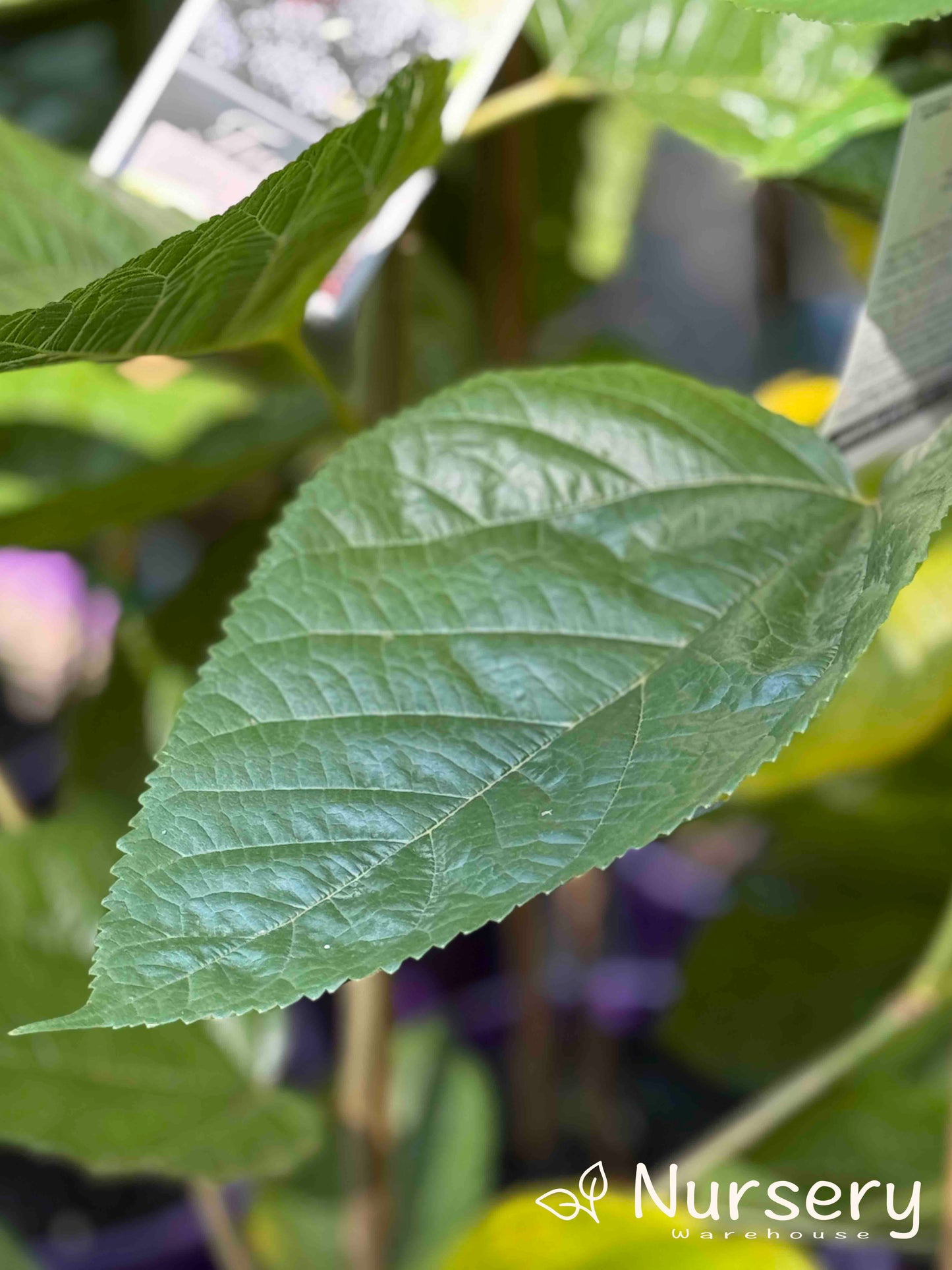 Morus Nigra (Black Mulberry)