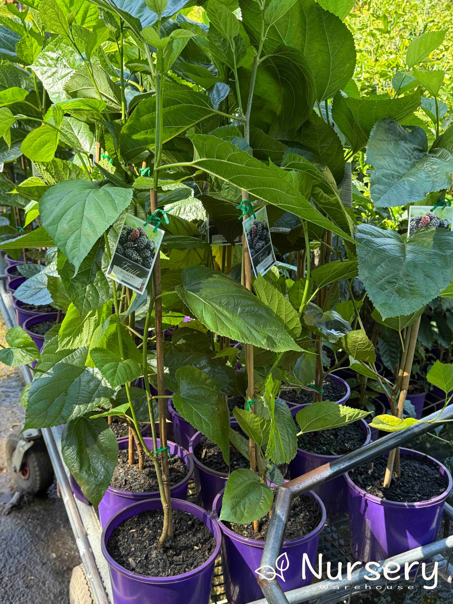 Morus Nigra (Black Mulberry)