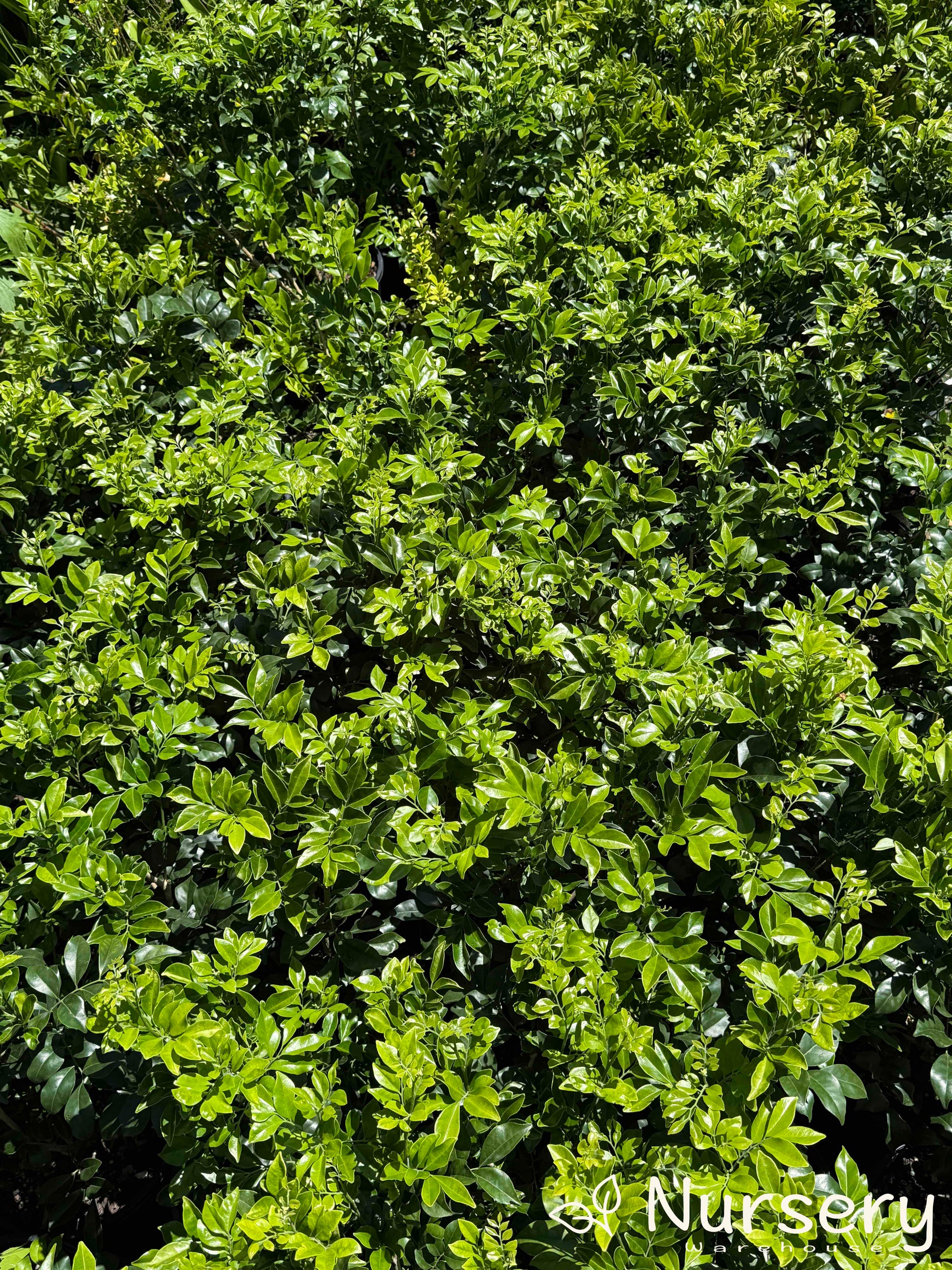 "Wide shot of multiple Murraya Paniculata (Orange Jasmine) plants for sale, displaying dense green foliage."