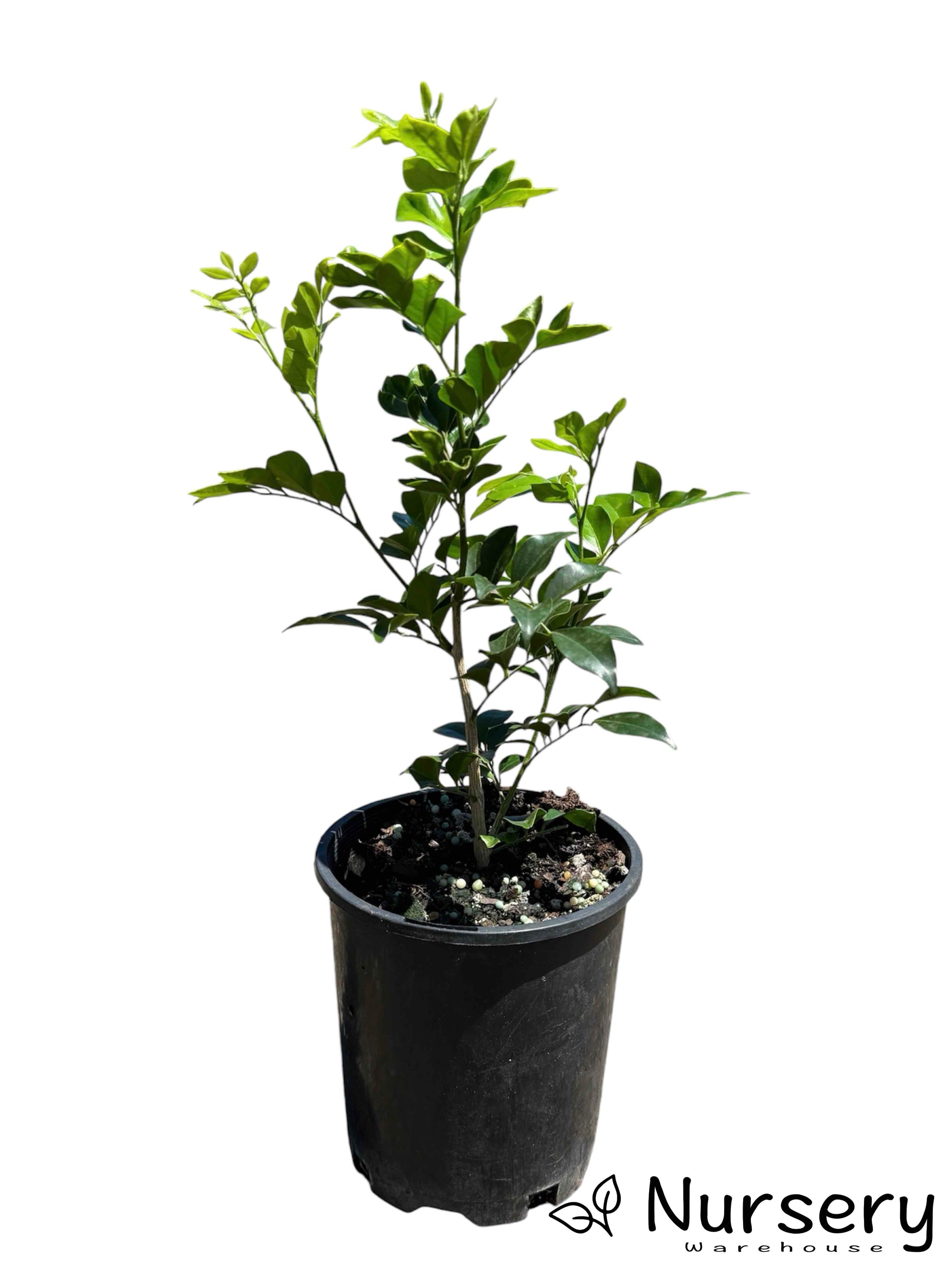 "Murraya Paniculata (Orange Jasmine) in a 140mm pot, ready for sale with healthy green leaves."