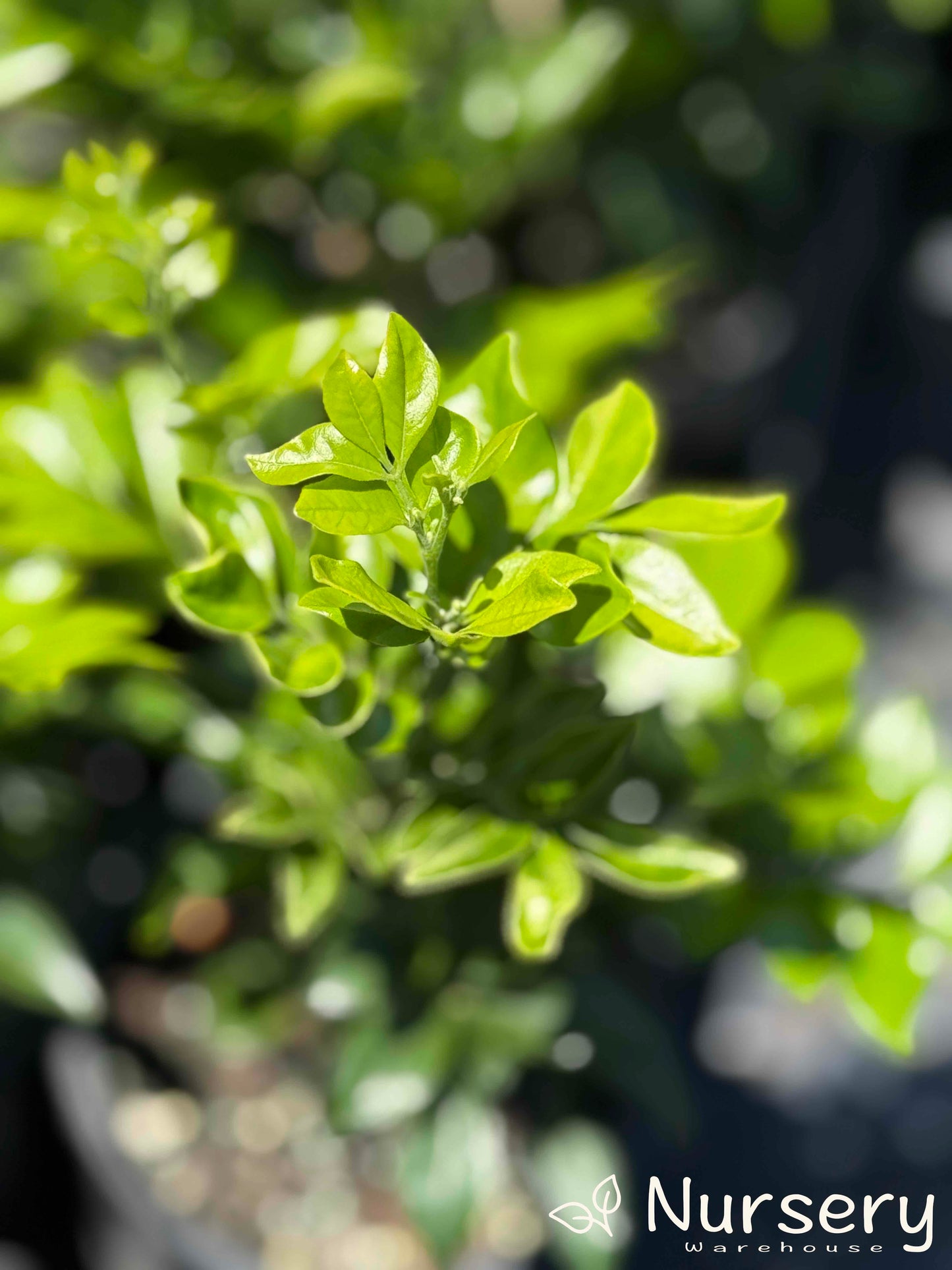 "Close-up of Murraya Paniculata (Orange Jasmine) leaves, showcasing glossy green foliage."