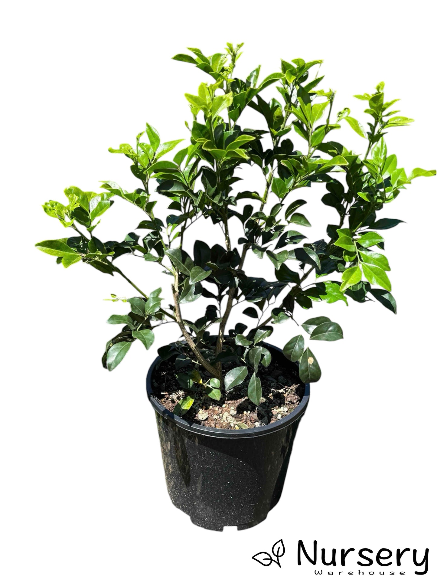 "Murraya Paniculata (Orange Jasmine) in a 200mm pot, ready for sale with lush green leaves."