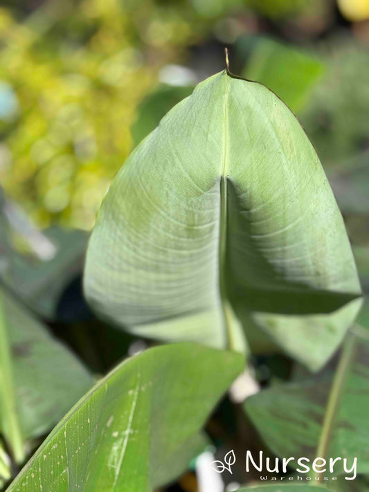 Musa Acuminata 'Cavendish' (Cavendish Banana)