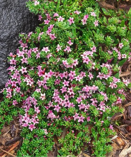 Close-up of Myoporum parvifolium (Creeping Boobialla) displaying vibrant pink flowers.