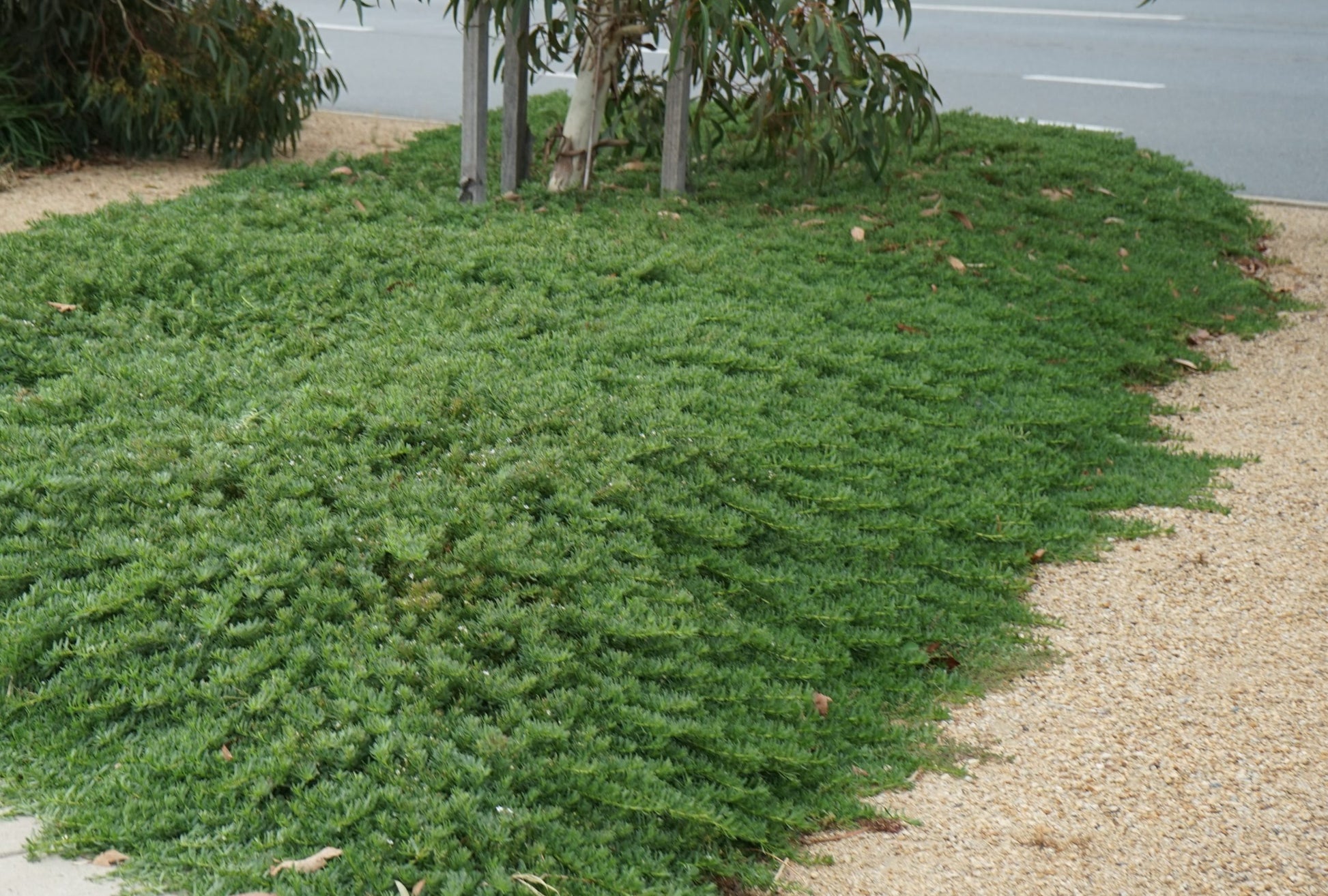 Large Myoporum parvifolium (Creeping Boobialla) bush filling a walkway, with a tree growing in the centre for a natural, layered look.