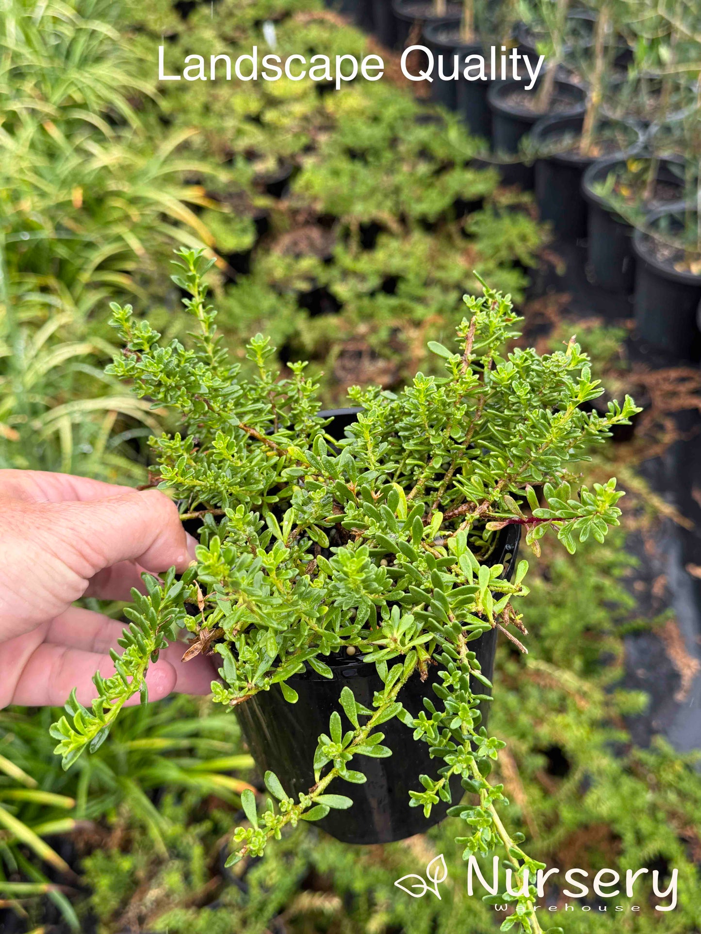 Myoporum Parvifolium 'Pink'