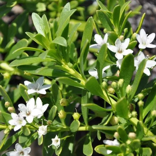 Close-up of Myoporum parvifolium (Creeping Boobialla) with small, delicate white flowers.