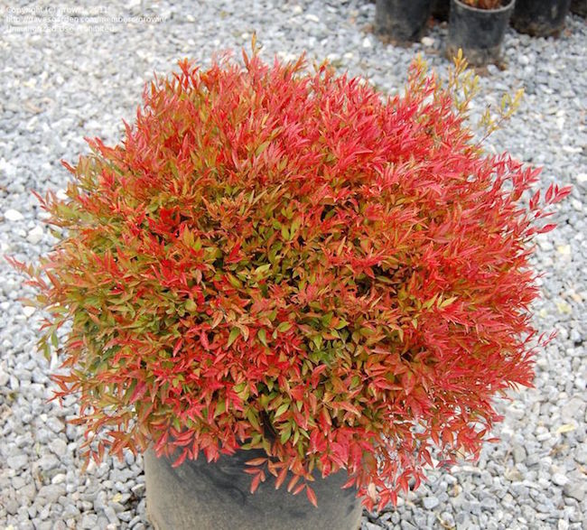 Full view of Nandina domestica 'Moon Bay' (Moon Bay Dwarf Sacred Bamboo) in a pot, highlighting its mix of red and green leaves.