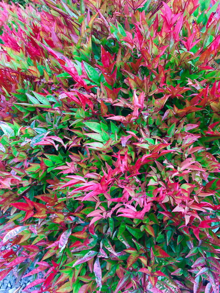 Close-up of Nandina domestica 'Moon Bay' (Moon Bay Dwarf Sacred Bamboo) displaying vibrant green, red, pink, and purple foliage.