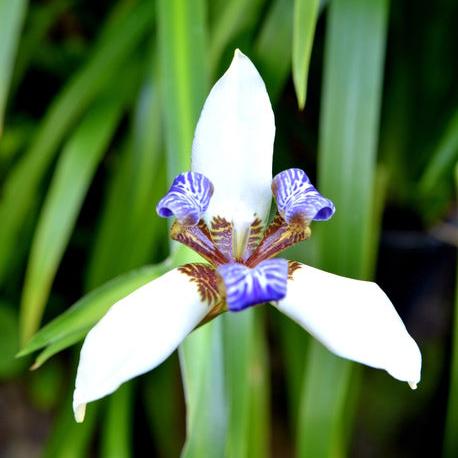 Neomarica Gracilis (Walking Iris)