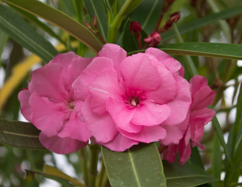 Nerium Oleander (Double Pink Oleander)