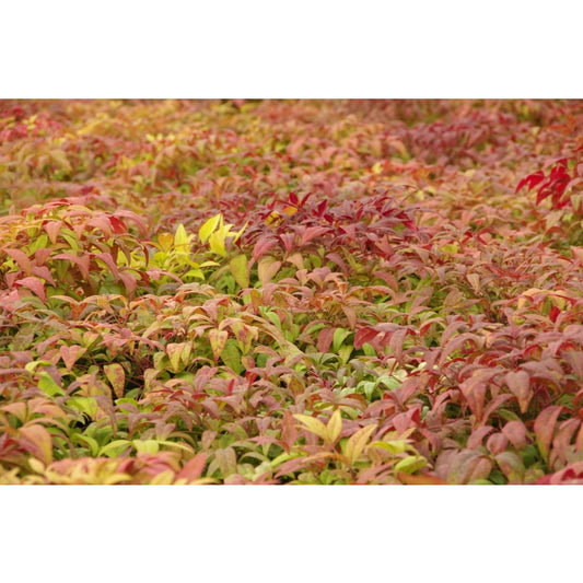 Close-up of Nandina domestica 'Nana' (Dwarf Sacred Bamboo) displaying its striking reddy yellow and orange leaves.