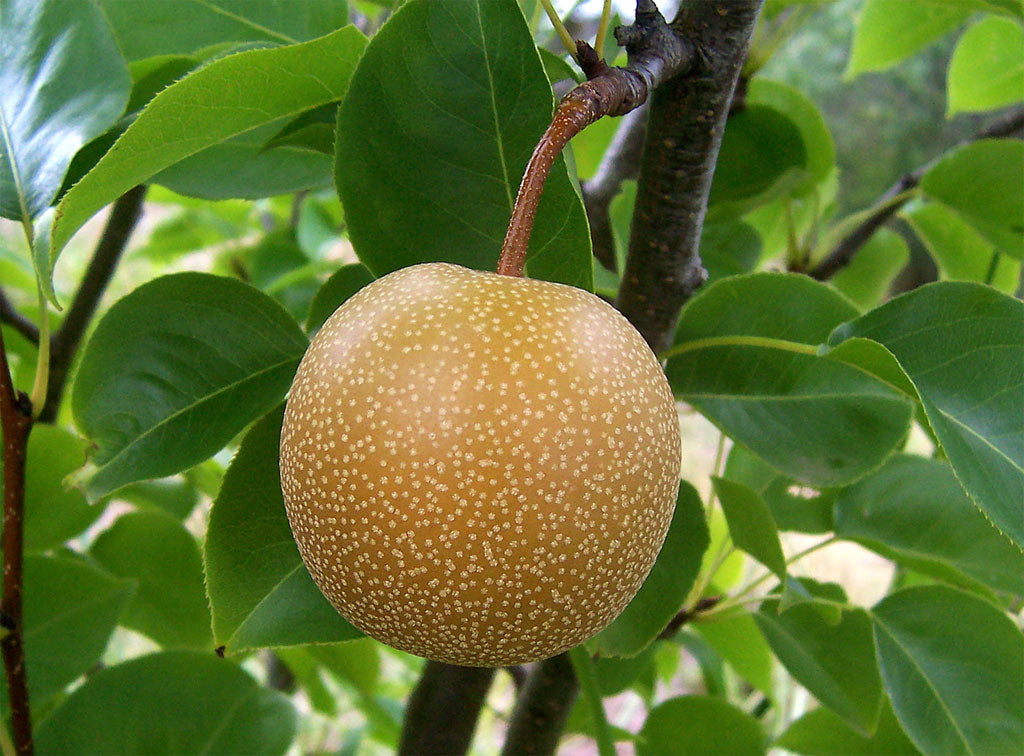 Pyrus Pyrifolia (Pear Nashi Nijisseiki)