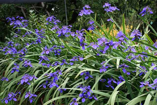 Neomarica caerulea (Walking Iris)