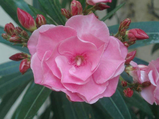 Nerium Oleander ‘Splendent Double Pink’ (Double Pink Oleander)