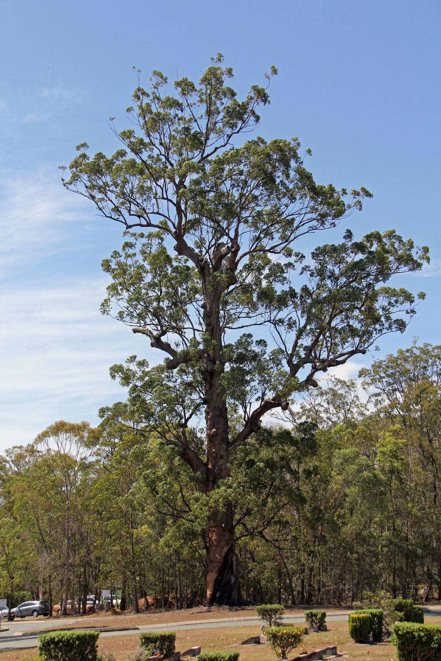 Eucalyptus Microcorys (Tallowwood)