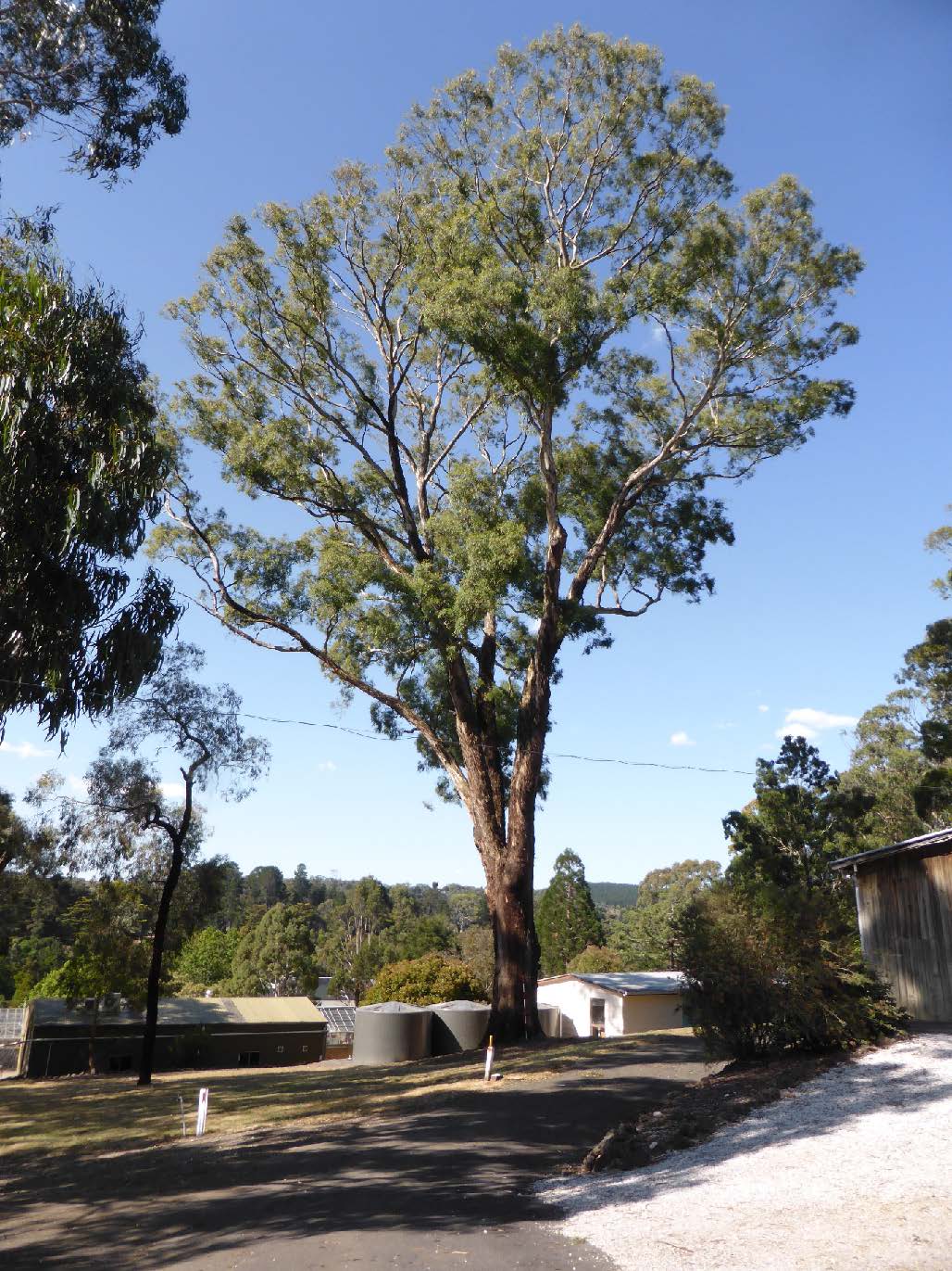 Eucalyptus Melliodora (Yellow Box)