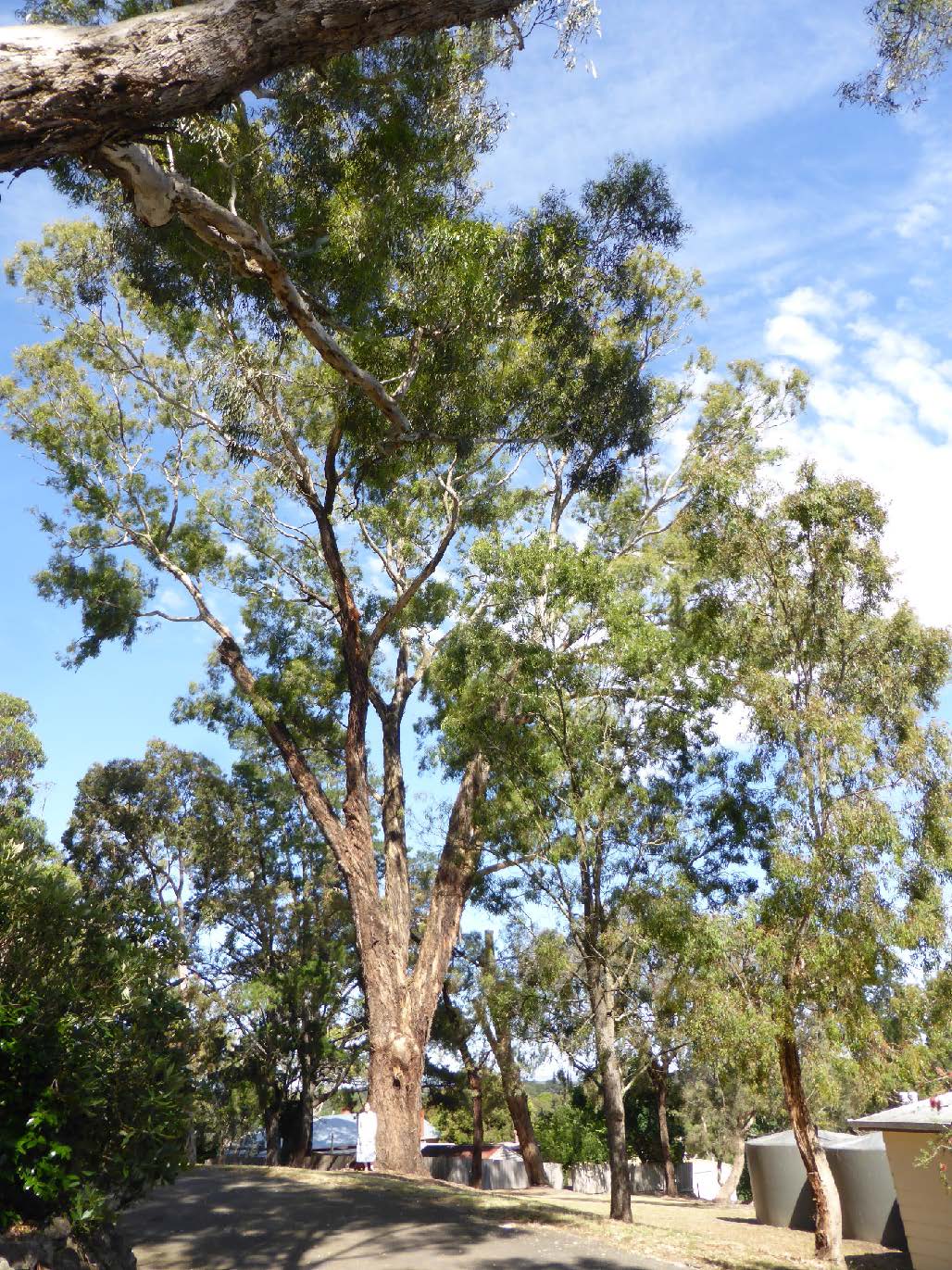 Eucalyptus Melliodora (Yellow Box)