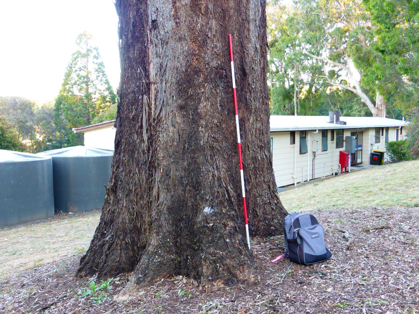 Eucalyptus Melliodora (Yellow Box)