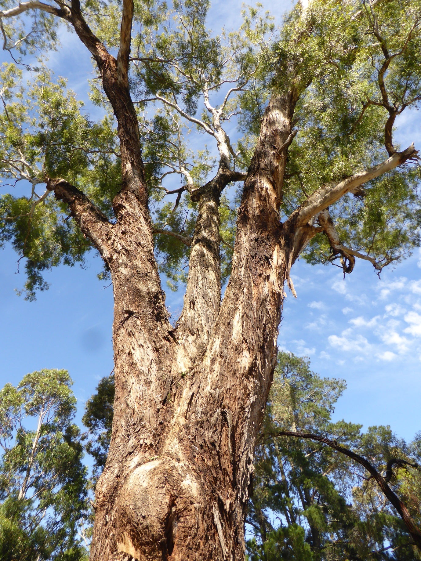 Eucalyptus Melliodora (Yellow Box)