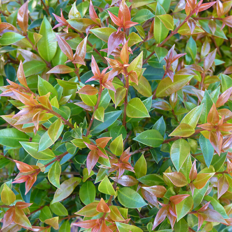 Syzygium Australe (Orange Twist)