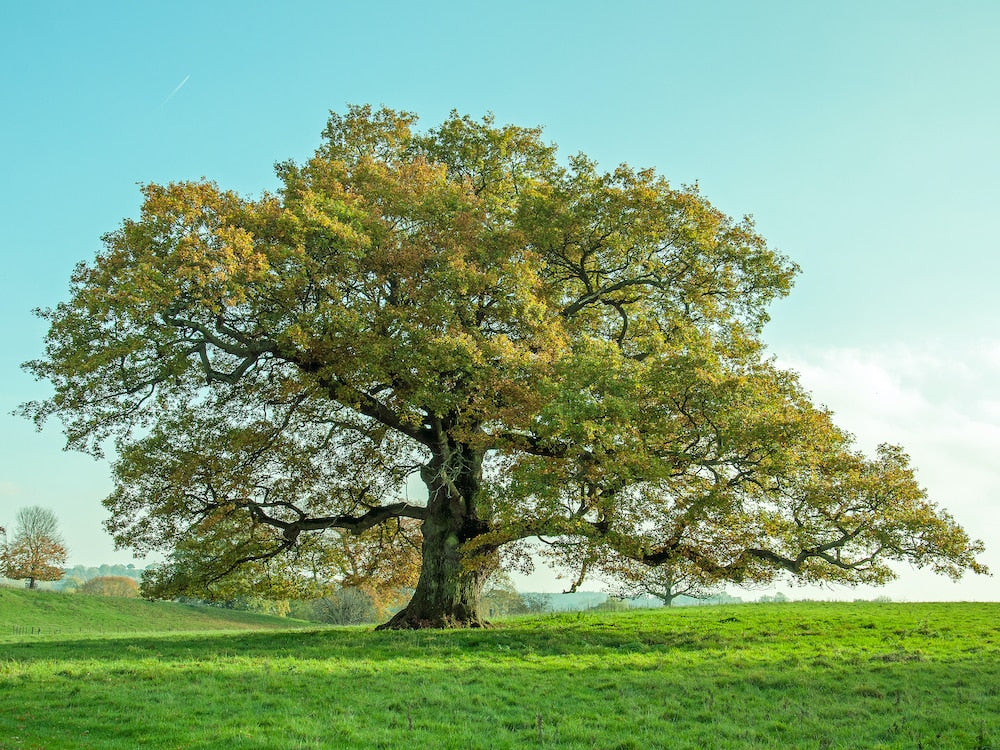 Quercus Robur (English Oak) tree in a spacious park, displaying its towering trunk, dense branches, and vibrant leaves.