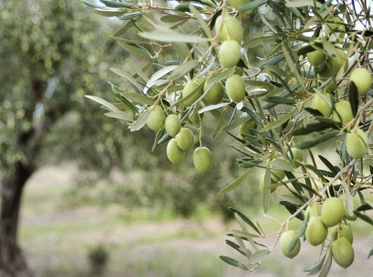 Olea europaea (Mediterranean Midget PBR)