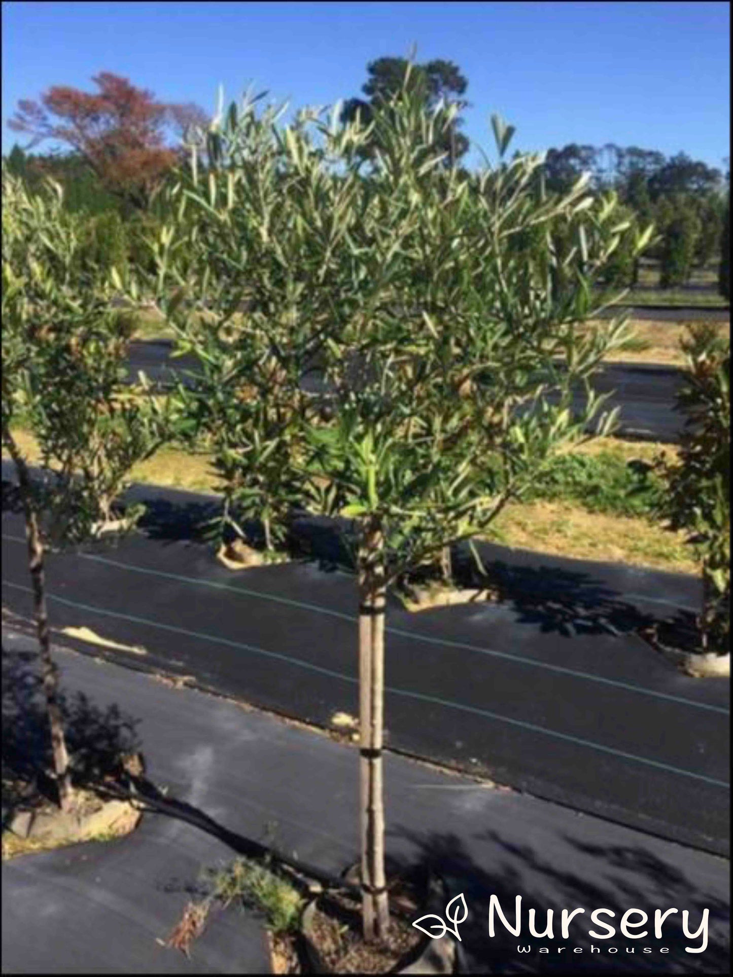 Olea Europaea 'Frantoio' (Frantoio Olive)