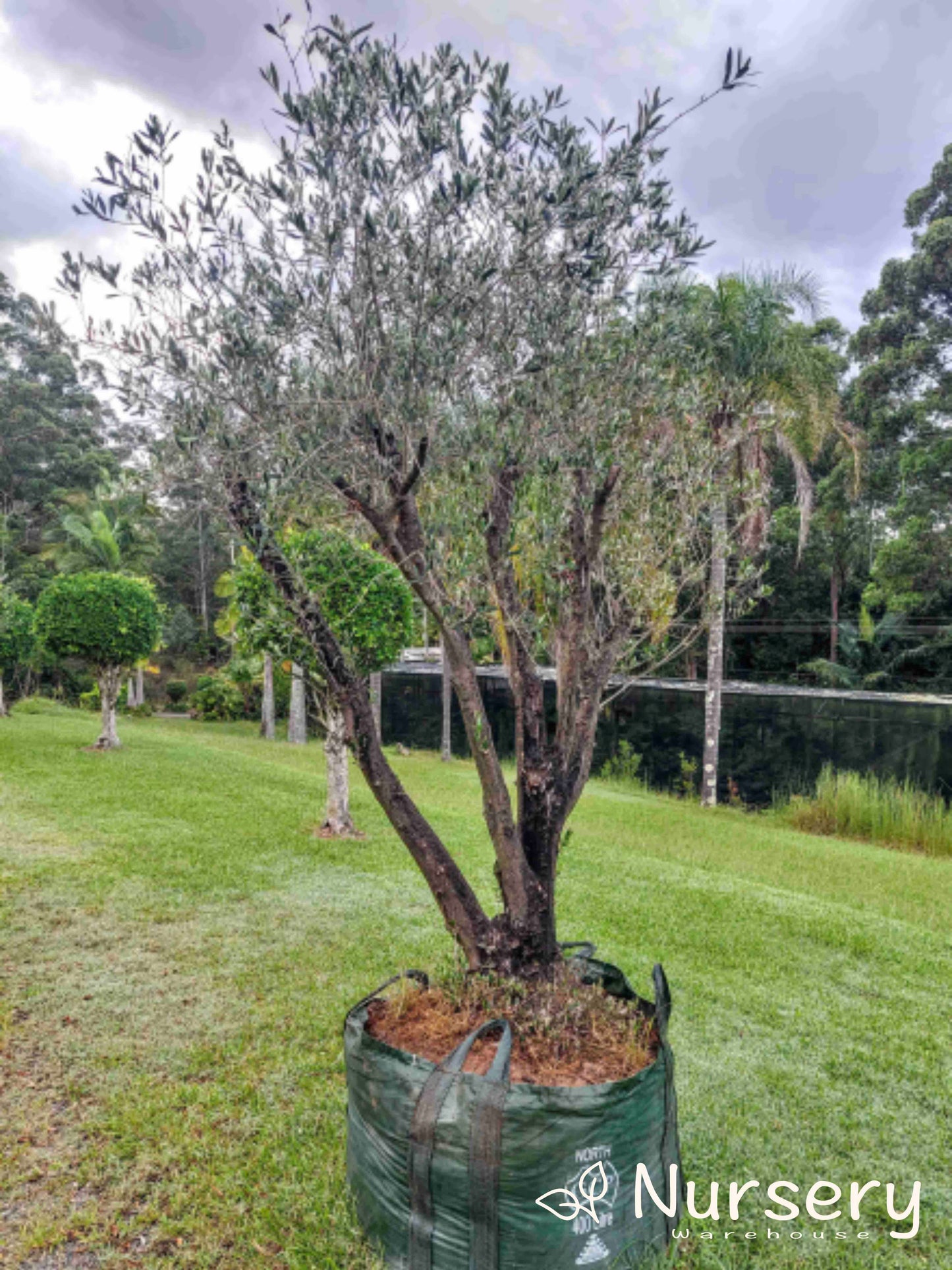 Olea Europaea 'Frantoio' (Frantoio Olive)