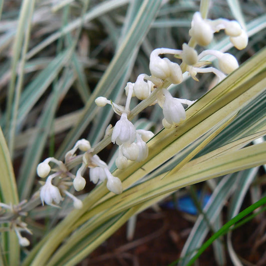 Ophiopogon jaburan Variegata (Variegated Giant Mondo)