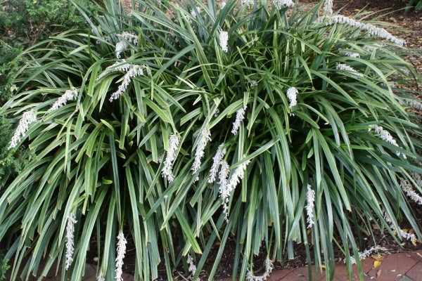 Ophiopogon jaburan Variegata (Variegated Giant Mondo)